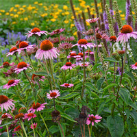 Echinacea purpurea - Purple Coneflower