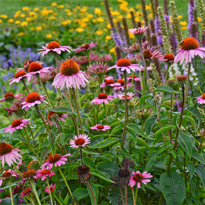 Echinacea purpurea - Purple Coneflower
