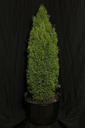 Thuja occidentalis 'Thusid4' - Emerald  Petite Cedar