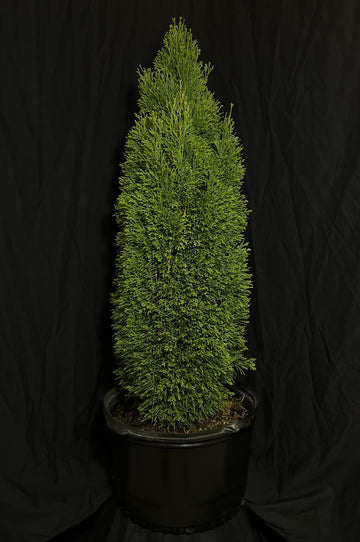 Thuja occidentalis 'Thusid4' - Emerald  Petite Cedar