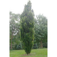Fagus sylvatica 'Dawyck Green' - Dawyck Green Beech