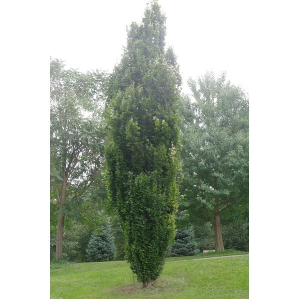 Fagus sylvatica 'Dawyck Green' - Dawyck Green Beech