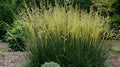 Festuca arundinacea 'Glow Sticks' - Glow Sticks Fescue