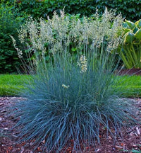 Festuca glauca 'Blue Select' - Blue Select Blue Fescue