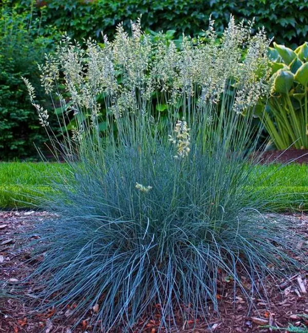 Festuca glauca 'Blue Select' - Blue Select Blue Fescue