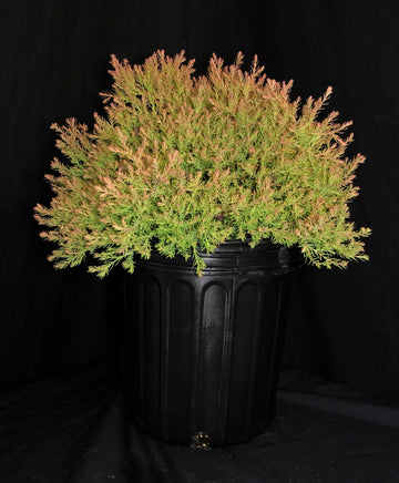 Thuja occidentalis 'Congabe' - Fire Chief™ Globe Cedar