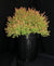 Thuja occidentalis 'Congabe' - Fire Chief™ Globe Cedar