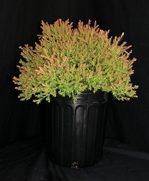 Thuja occidentalis 'Congabe' - Fire Chief™ Globe Cedar