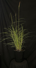 Miscanthus sinensis 'Fire Dragon' - Fire Dragon Maiden Grass