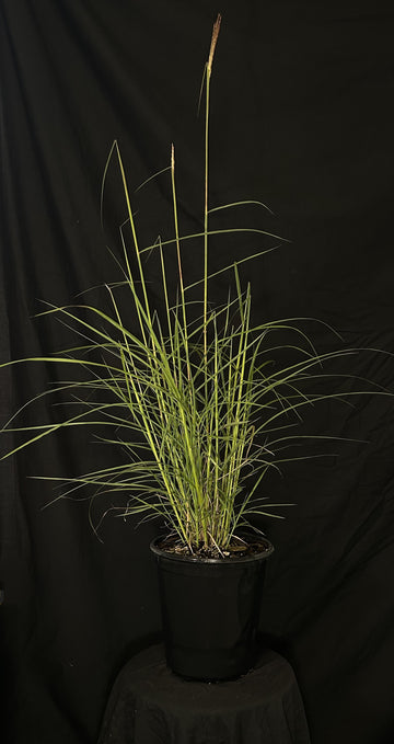 Miscanthus sinensis 'Fire Dragon' - Fire Dragon Maiden Grass