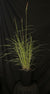 Miscanthus sinensis 'Fire Dragon' - Fire Dragon Maiden Grass