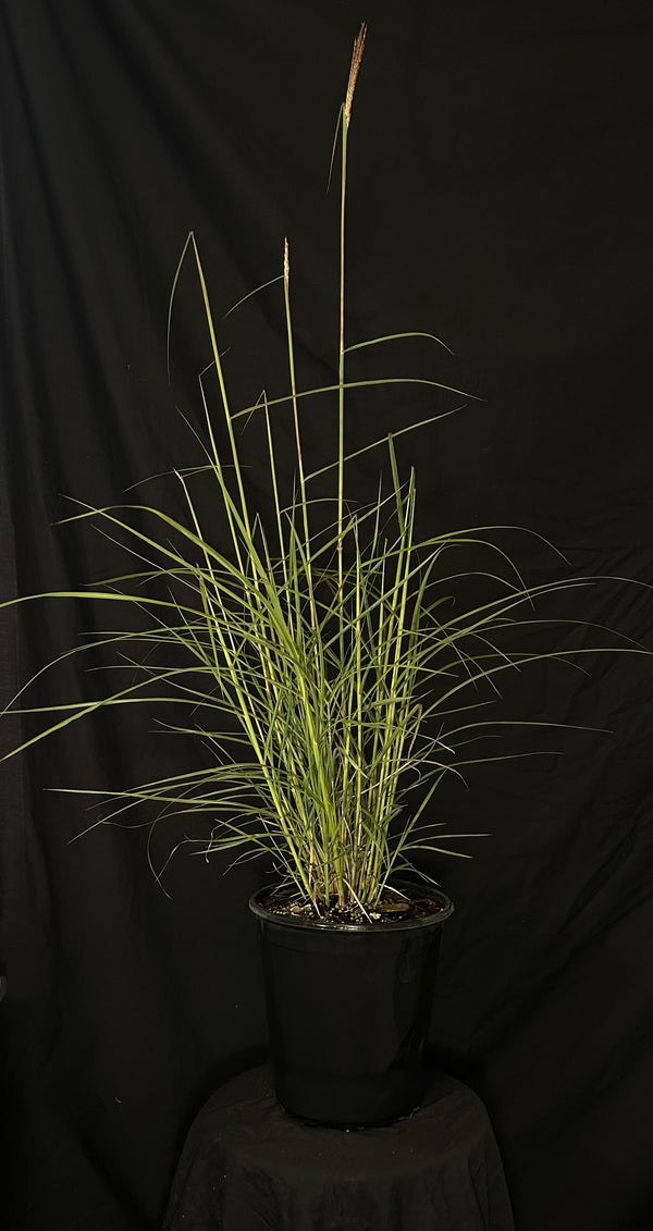 Miscanthus sinensis 'Fire Dragon' - Fire Dragon Maiden Grass