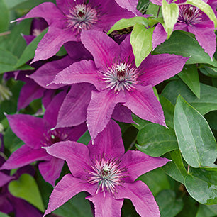 Clematis 'Evipo042'   Fleuri™ - Fleuri™ Boulevard® Clematis