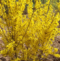 Forsythia intermedia 'Flojor' - Mini Gold Forsythia