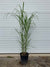 Miscanthus floridus 'Giganteus' - Giant Chinese Silver Grass