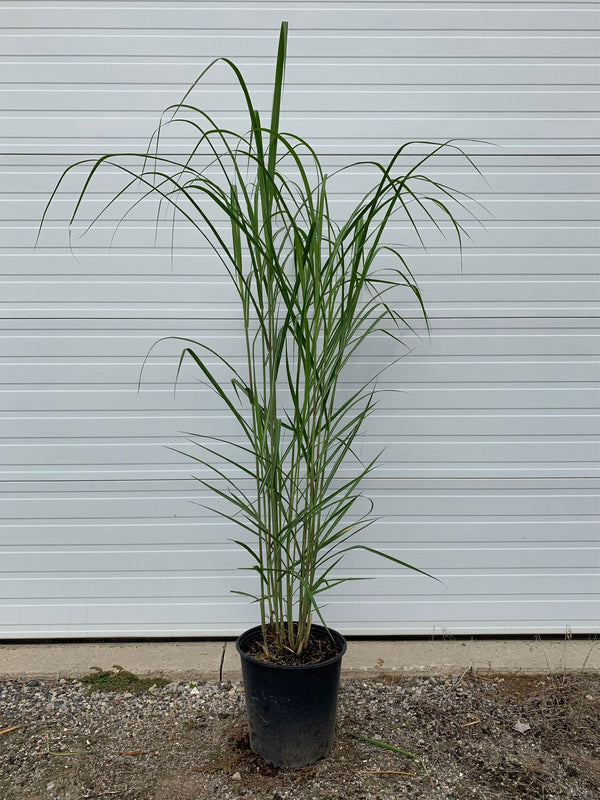 Miscanthus floridus 'Giganteus' - Giant Chinese Silver Grass