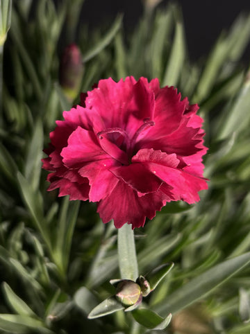 Dianthus gratianopolitanus ‘G19-159‘ - Glamour Time Dianthus