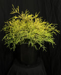 Chamaecyparis Pisifera 'Golden Mops' - Golden Mops False Cypress