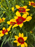 Coreopsis verticillata 'Golden Needles' - Golden Needles Tickseed