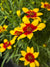 Coreopsis verticillata 'Golden Needles' - Golden Needles Tickseed