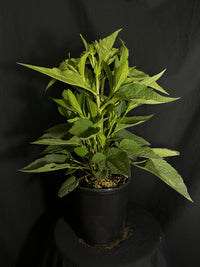 Rudbeckia fulgida 'Goldsturm' - Goldsturm Daisy