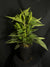 Rudbeckia fulgida 'Goldsturm' - Goldsturm Daisy