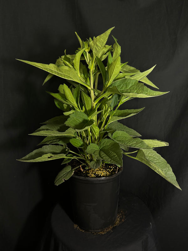 Rudbeckia fulgida 'Goldsturm' - Goldsturm Daisy