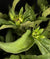 Rudbeckia fulgida 'Goldsturm' - Goldsturm Daisy