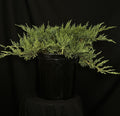 Juniperus chinensis 'Sargentii Viridis' - Green Sargent's Juniper
