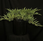 Juniperus chinensis 'Sargentii Viridis' - Green Sargent's Juniper