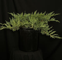 Juniperus chinensis 'Sargentii Viridis' - Green Sargent's Juniper