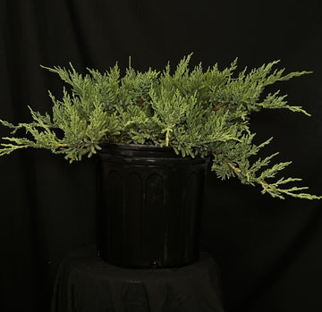 Juniperus chinensis 'Sargentii Viridis' - Green Sargent's Juniper