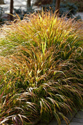 Hakonechloa macra 'Beni-Kaze' - Red Wind Japanese Forest Grass