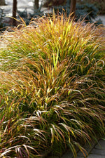 Hakonechloa macra 'Beni-Kaze' - Red Wind Japanese Forest Grass