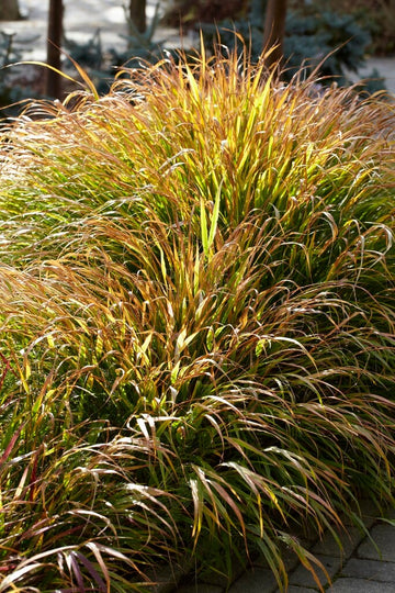 Hakonechloa macra 'Beni-Kaze' - Red Wind Japanese Forest Grass