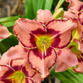 Hemerocallis hybrid 'Fearfully and Wonderfully Made' - Fearfully and Wonderfully Made Daylily