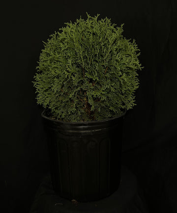 Thuja occidentalis 'Hetz Midget' - Hetz Midget Cedar
