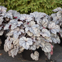 Heuchera 'Frosted Berry' - Dolce® 'Frosted Berry' Coral Bells