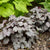Heuchera 'Smoke and Mirrors' - Smoke and Mirrors Coral Bells