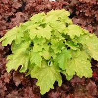 Heuchera hybrid 'Ball Gown' - Dressed Up® Ball Gown Coral Bells