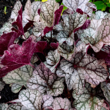 Heuchera x ‘Holtspcur856’ Spice Curls™ - Spice Curls™ Coral Bells