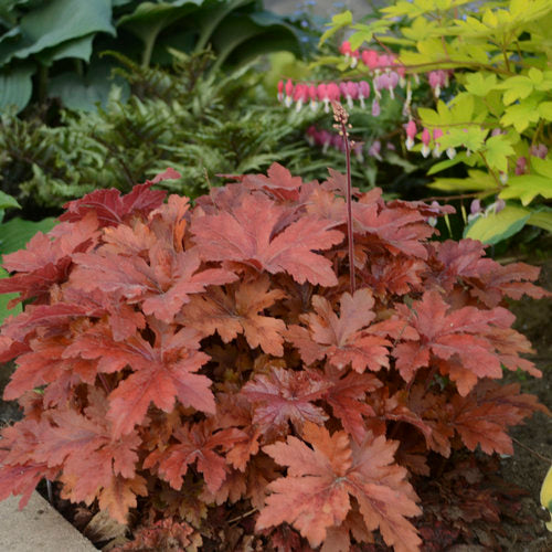 Heucherella hybrid 'Hopscotch' - Fun and Games®  Hopscotch Foamy Bells