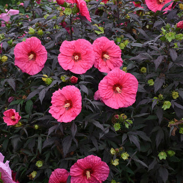 Hibiscus hybrid 'Evening Rose' - Evening Rose Rose Mallow
