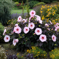 Hibiscus hybrid 'Perfect Storm' - Perfect Storm Rose Mallow