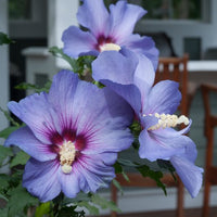 Hibiscus syriacus 'DVPazzuri' Azurri Blue Satin® Standard - Azurri Blue Satin® Rose of Sharon Standard