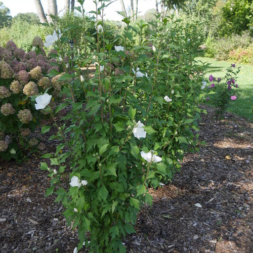 ibiscus syriacus 'Gandini van Aart' Standard - White Pillar® Rose of Sharon Standard