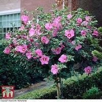 Hibiscus syriacus 'Lady Stanley' Standard - Lady Stanley Rose of Sharon Standard