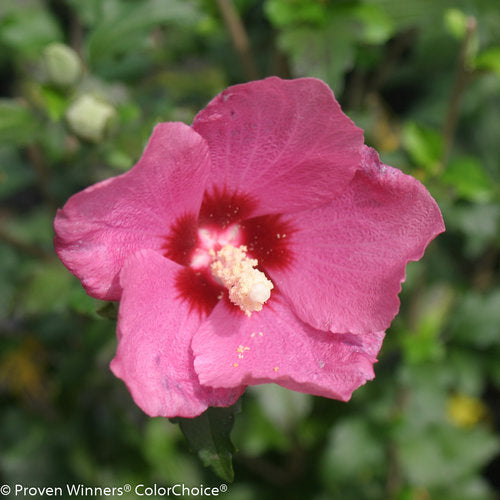 Hibiscus syriacus 'SHIMRR38' - Lil' Kim® Red Rose of Sharon