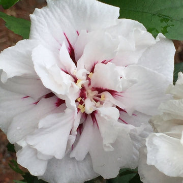 Hibiscus syriacus 'Speciosus' Standard - Speciosus Rose of Sharon Standard