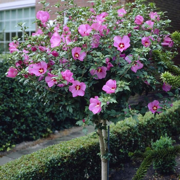 Hibiscus syriacus 'Woodbridge' Standard - Woodbridge Rose of Sharon Standard